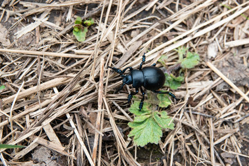 Bloody-Nosed Beetle in Springtime