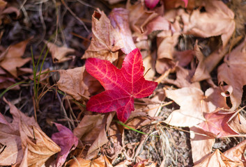 a Red leaf on the ground during autumn fall season at mount lofty botanical gardens south australia on 16th April 2019