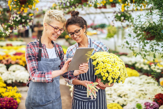 Two beautiful florists standing in greenhouse and looking at tablet. Blonde one holding tablet while brunette holding pot with yellow flowers.