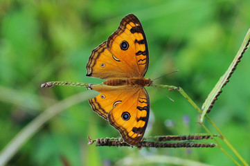 butterflies, butterfly,