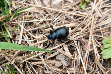 Bloody-Nosed Beetle in Springtime