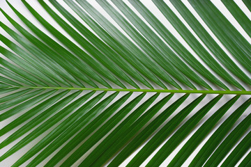 Creative tropical in Phuket Thailand green leaves layout. Nature spring concept. Flat lay.
