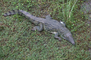 Nilkrokodil / Nile Crocodile / Crocodylus Niloticus