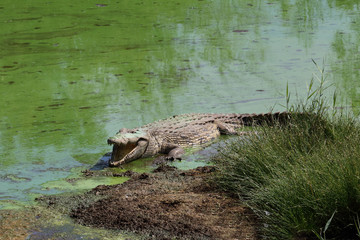 Nilkrokodil / Nile Crocodile / Crocodylus Niloticus