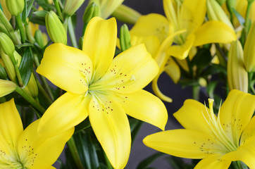 Obraz premium Flowers,Yellow Lilies in the garden