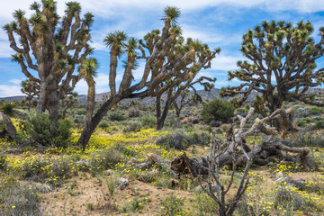 Lost Horse Valley in Joshua Tree National Park in California, United States