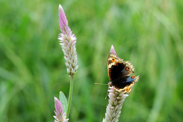 butterflies, butterfly,