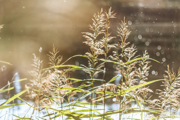 Obraz premium meadow grass field with flower in sunset landscape background on water background