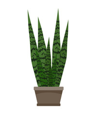 Sansevieria trifasciata green houseplant