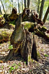Fototapeta na wymiar Fallen old tree in untouched forest