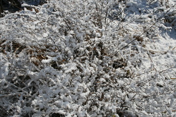 Shrub, grass covered with snow