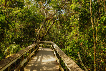 Mahogany Hammock in Everglades National Park in Florida, United States