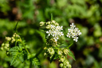 Cow Parsley Flowers in Bloom in Springtime