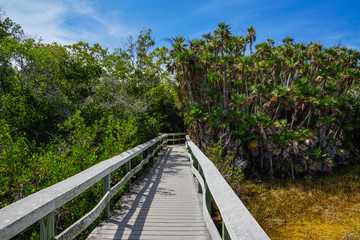 Mahogany Hammock in Everglades National Park in Florida, United States