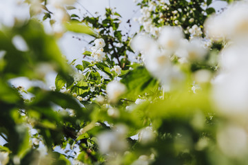 Cherry apple blossoms over blurred nature background/ Spring flowers/Spring Background with bokeh/ spring blossom
