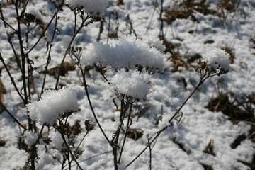 Obraz premium Shrub, grass covered with snow