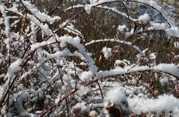 Shrub, grass covered with snow