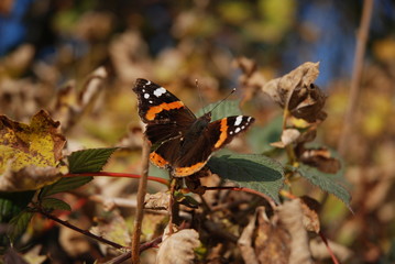 Papillon au milieu de la végétation