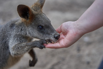 The beautiful Australian animals that are being taken care of by the volunteers of Humbug Scrub Wildlife Sanctuary