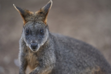 Naklejka premium The beautiful Australian animals that are being taken care of by the volunteers of Humbug Scrub Wildlife Sanctuary