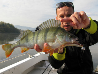 Perch spinning fishing, Baitcasting fishing in central Europe