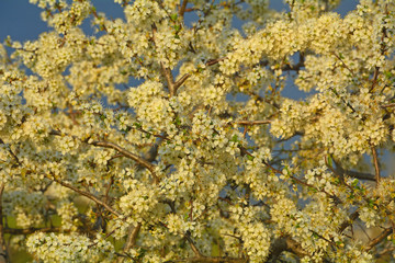 Blooming spring flowers