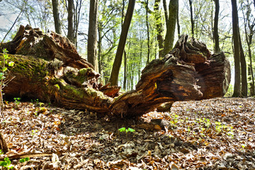 Fallen old tree in untouched forest