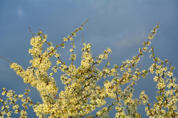 Blooming spring flowers