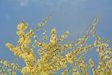 Blooming spring flowers