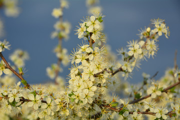 Blooming spring flowers