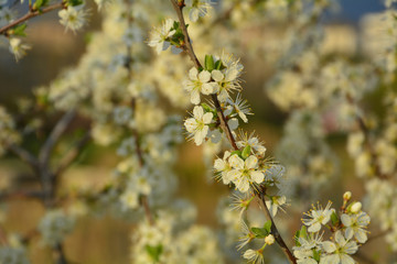 Blooming spring flowers