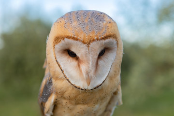 Portrait of white owl