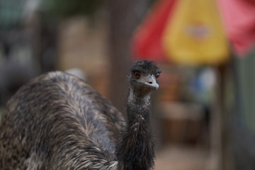 The beautiful Australian animals that are being taken care of by the volunteers of Humbug Scrub Wildlife Sanctuary