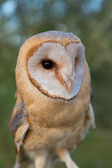 Portrait of white owl