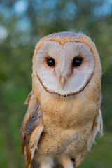 Portrait of white owl