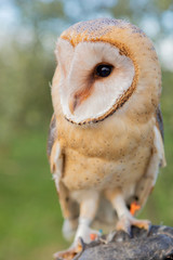 Portrait of white owl