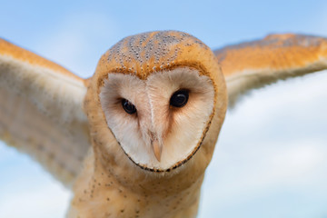 Portrait of white owl