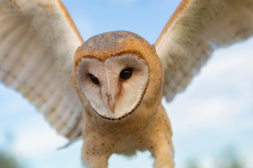 Portrait of white owl