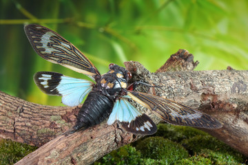 Cicada : Butterfly cicadas with broad multicolor wings. Blue butterfly-wings cicada (Distantalna splendida) is a cicada species from southeast Asia (Thailand, Myanmar and India) Symphony of forest.
