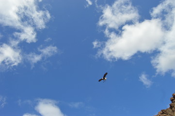 Águila americana en el cielo