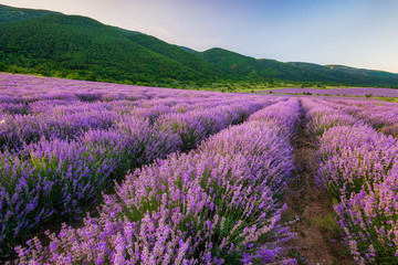 Plakat Stunning view with lavender field before sunset