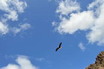 Águila americana en el cielo