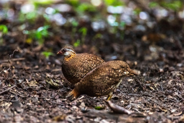 Green-legged partridge, Scaly-breasted partridge