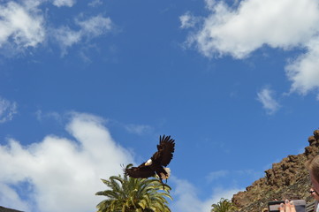 Águila americana en el cielo