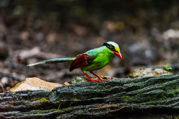 Deep green Common green magpie