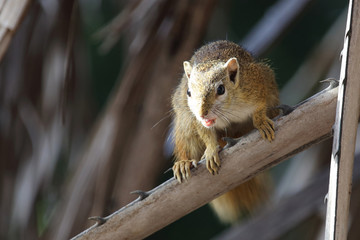Ockerfußbuschhörnchen / Tree squirrel / Paraxerus Cepapi