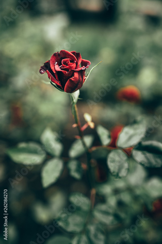 Photo Of Closeup Red Rose With Water Drops And Dark Green