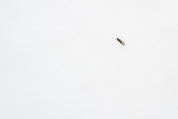 A live insect on the snow in winter