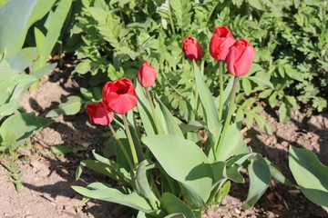  Red tulips bloomed in spring in a flower bed