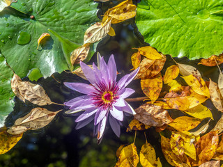 Water Lily in pond